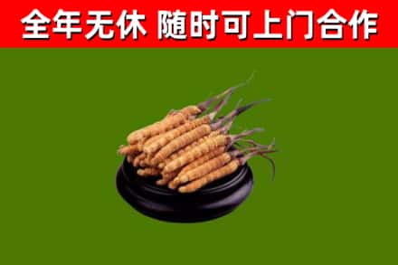 肇东回收冬虫夏草